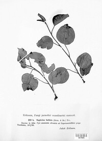 Taphrina bullata image